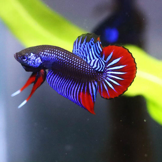 Blue Imbellis Red Tail Wild Male Betta (pack of 5)
