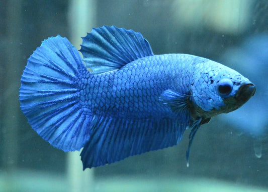 Royal Blue Plakat Male Betta (pack of 5)