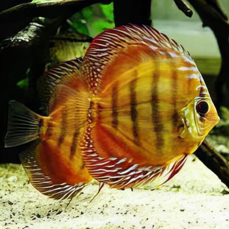 Discus - ALENQUER RED