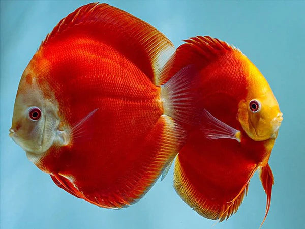 Discus - SUPER MELON