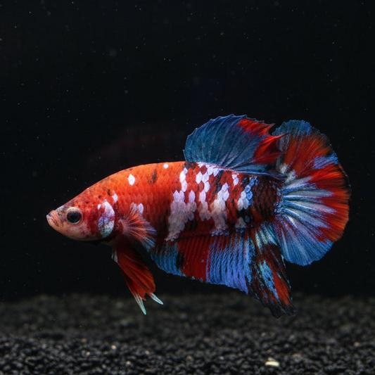 red koi plakat male betta