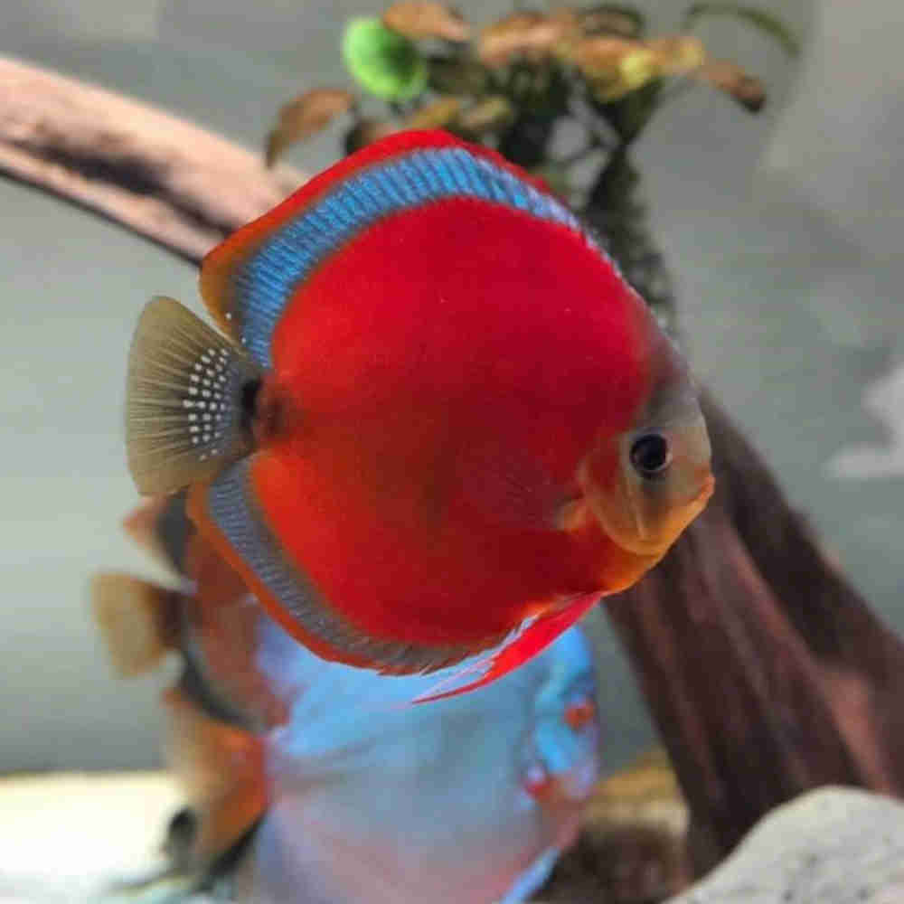 Discus - RED ROSE
