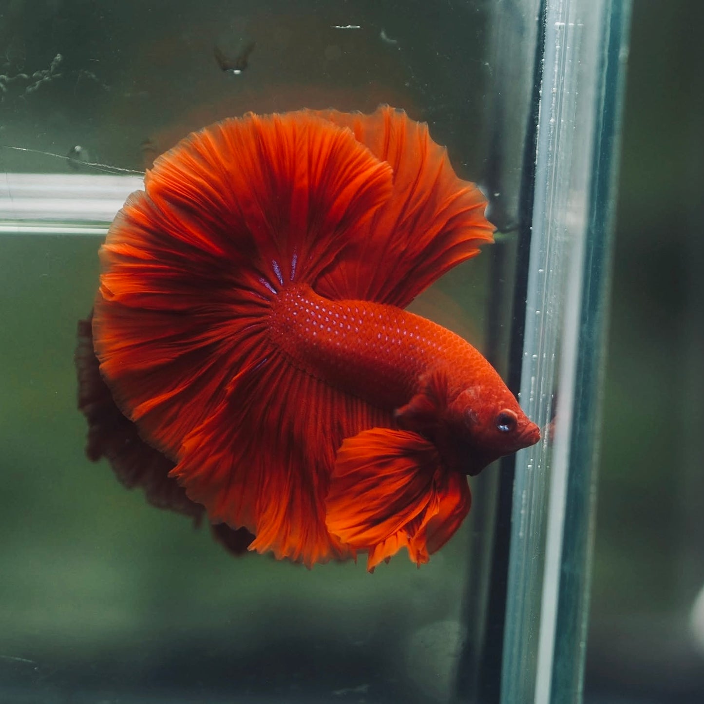 Blood Red Rosetail Halfmoon Male Betta I Seller's Choice