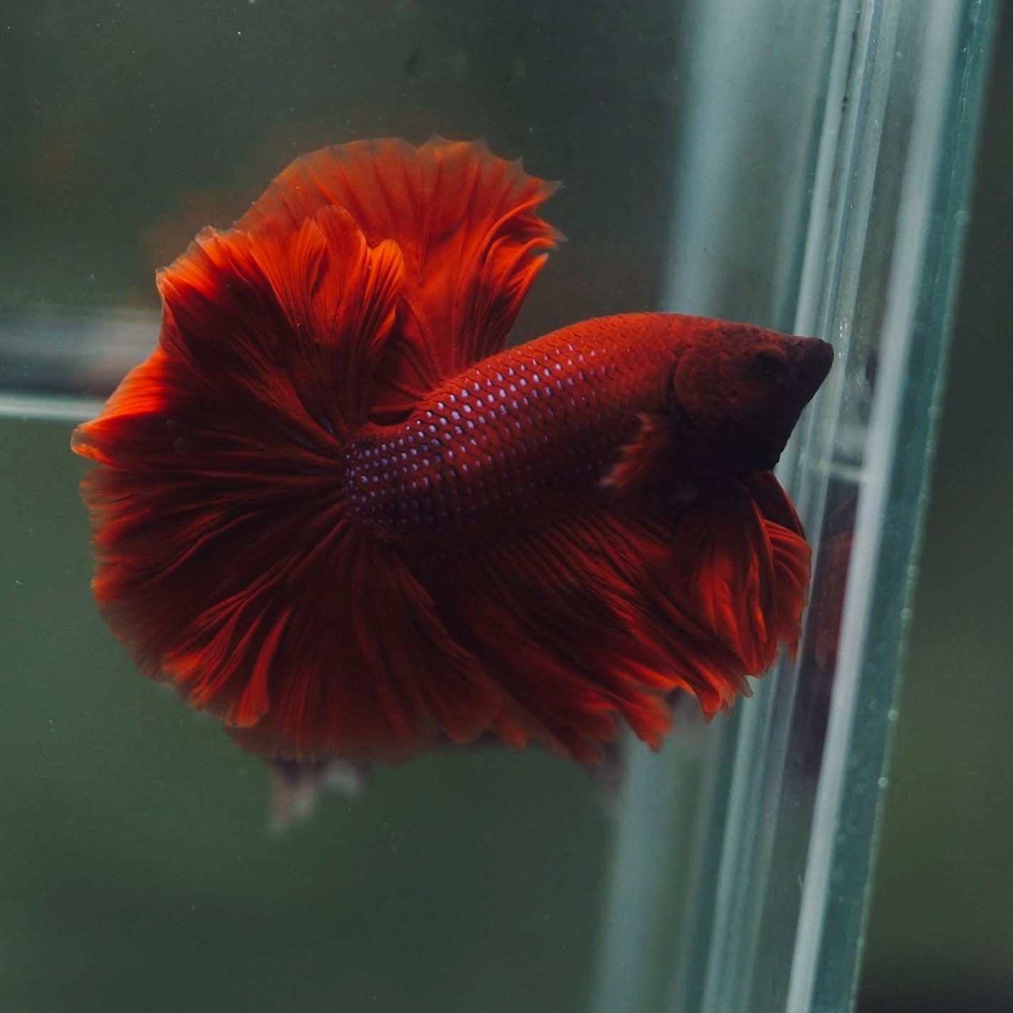 Blood Red Rosetail Halfmoon Male Betta I Seller's Choice