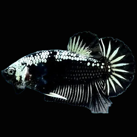 samurai plakat male betta