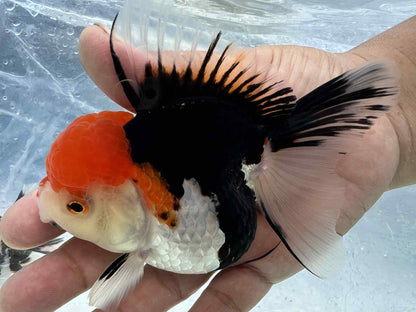 Short body small breed Oranda 
