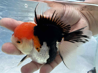 Small breed short body Oranda with red wen