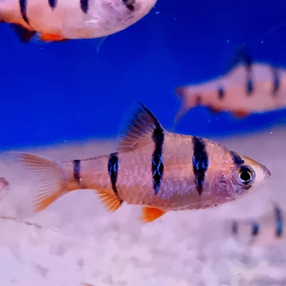 six banded tiger barb