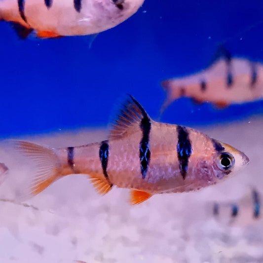 six banded tiger barb