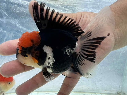 Small breed short body Tricolor Goldfish