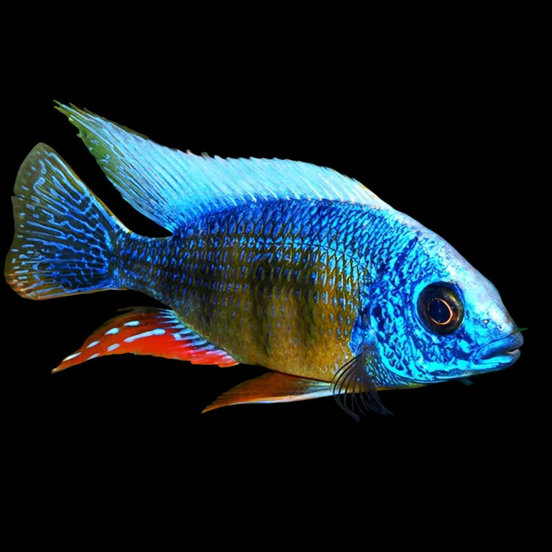 Taiwan Reef Hap. Live aquarium african cichlid originating from lake malawi.
