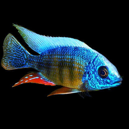 Taiwan Reef Hap. Live aquarium african cichlid originating from lake malawi.
