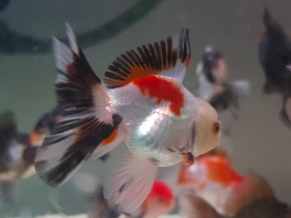 Tri-color Oranda Thai goldfish