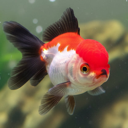 Tri-color Oranda Thai goldfish