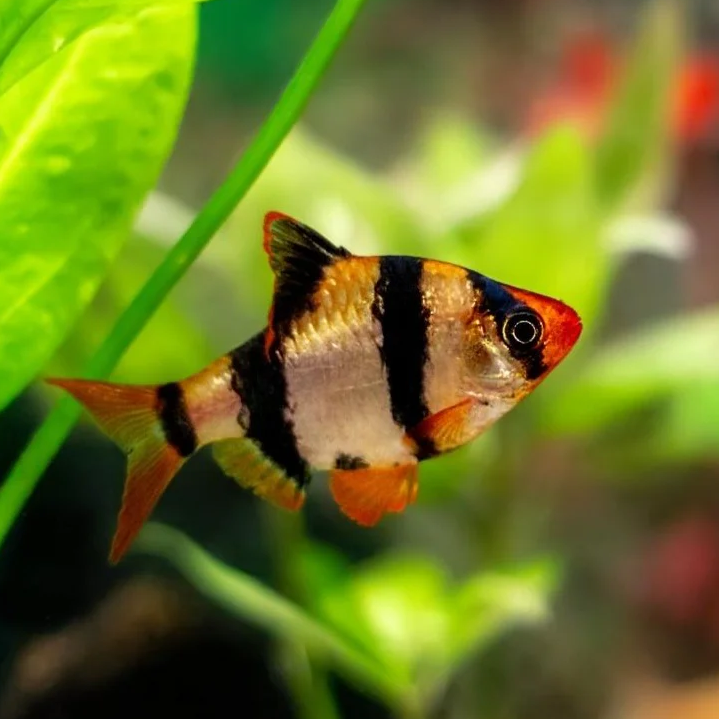 Tiger Barb - Community fish