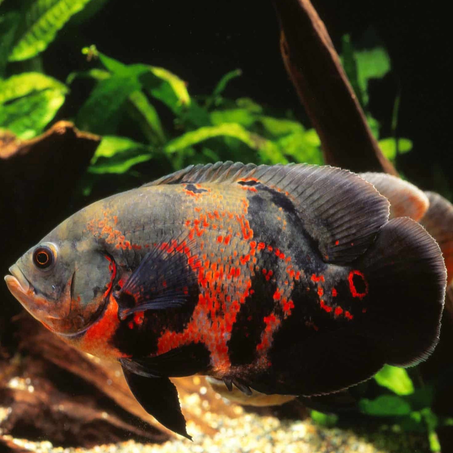 tiger oscar fish cichlid