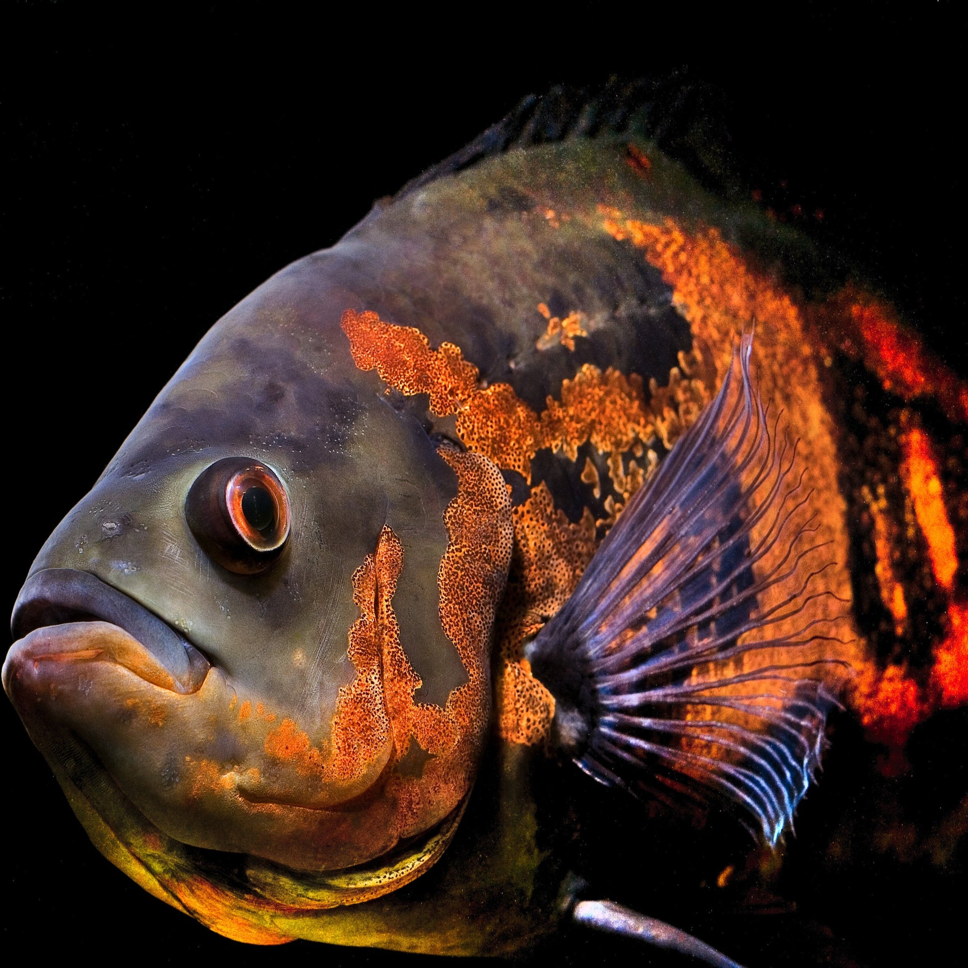tiger oscar south american cichlid