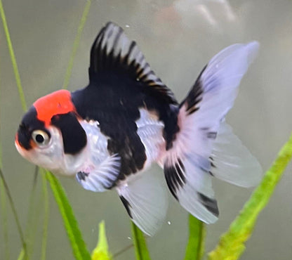 Tri-color Oranda Thai goldfish for sale