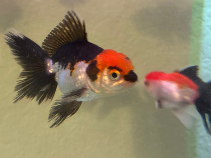 Tri-color Oranda Thai goldfish red head