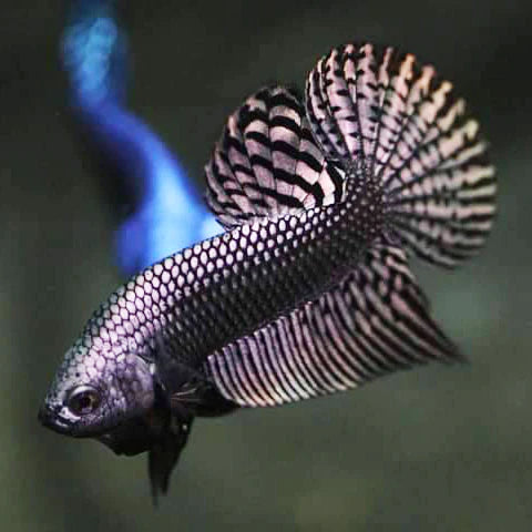 Copper Alien Male Betta (pack of 5)