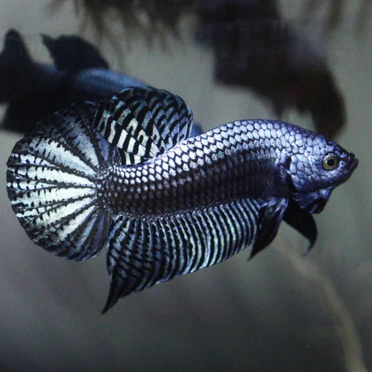 Gray Alien Male Betta (pack of 5)
