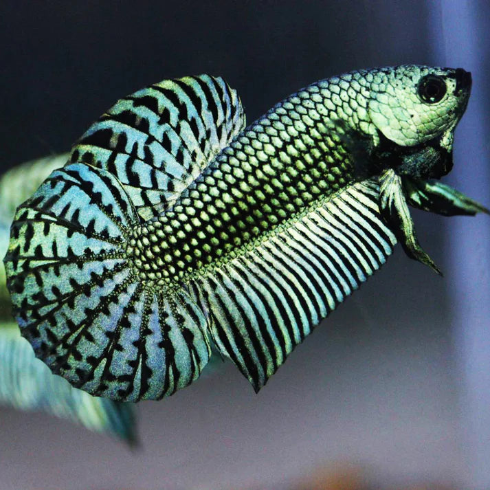 Green Alien Male Betta (pack of 5)