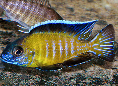 Usisya African Cichlid