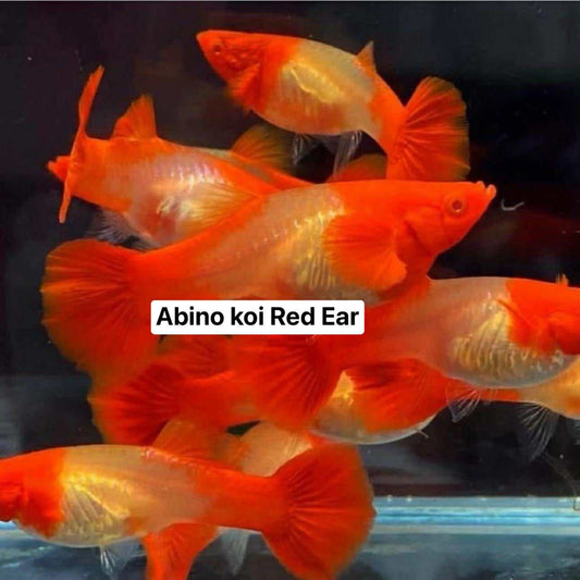(LTG-061) Albino Koi Red Ear Thai Fancy Guppy