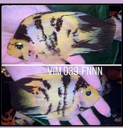 (LTP-002) Yellow Tiger Blood Parrot