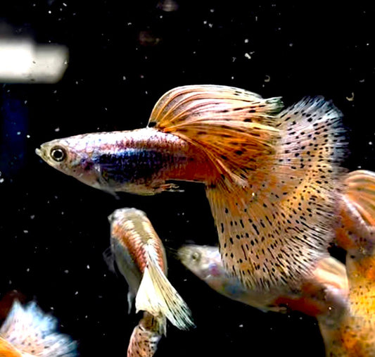 (LTG-049) Pink Grass Thai Fancy Guppy