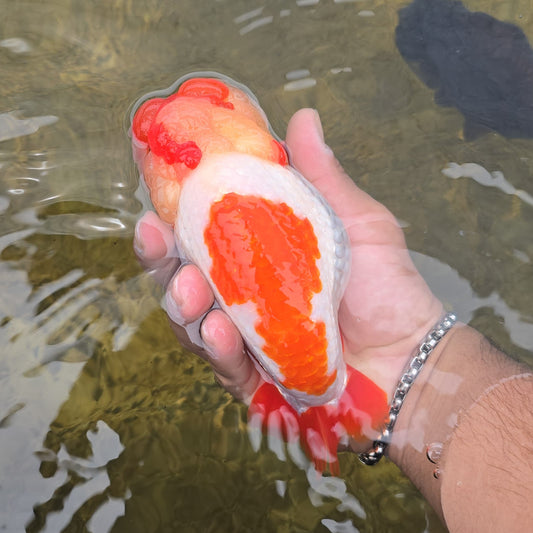 Red and White Ranchu Lionhead hybrid High Quality - Bags