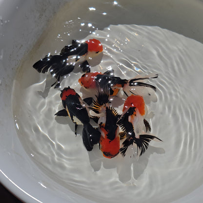 Thai Goldfish - Tri-Color Oranda Seller’s Choice