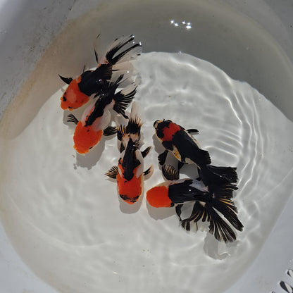 Thai Goldfish - Tri-Color Oranda Seller’s Choice