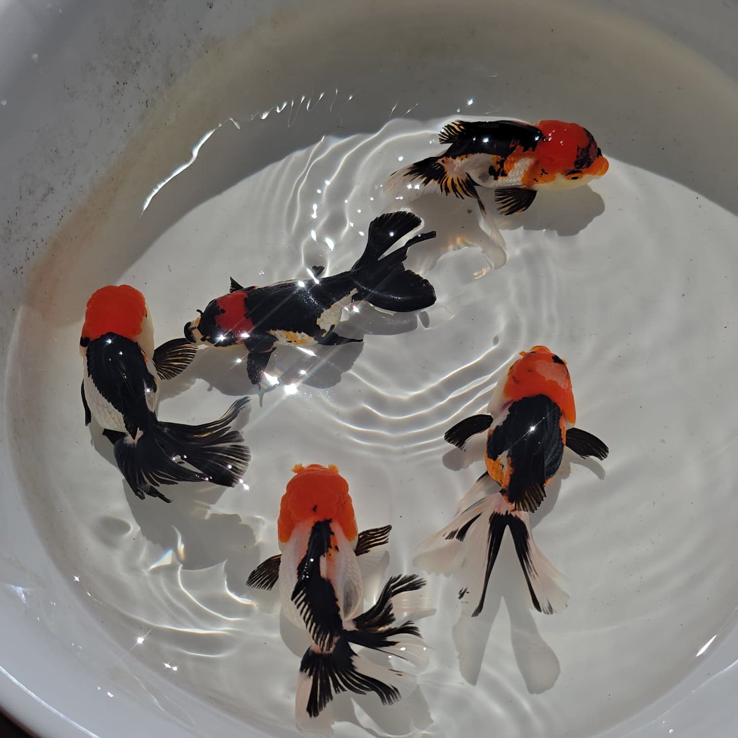 Thai Goldfish - Tri-Color Oranda Seller’s Choice