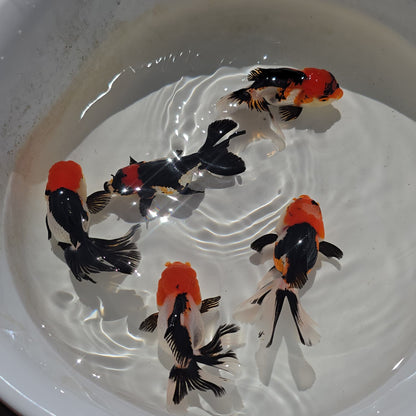Thai Goldfish - Tri-Color Oranda Seller’s Choice