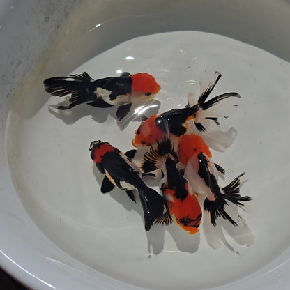 Thai Goldfish - Tri-Color Oranda Seller’s Choice
