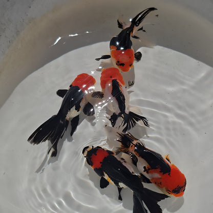 Thai Goldfish - Tri-Color Oranda Seller’s Choice