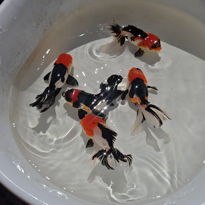 Thai Goldfish - Tri-Color Oranda Seller’s Choice