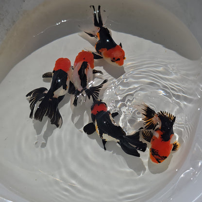 Thai Goldfish - Tri-Color Oranda Seller’s Choice