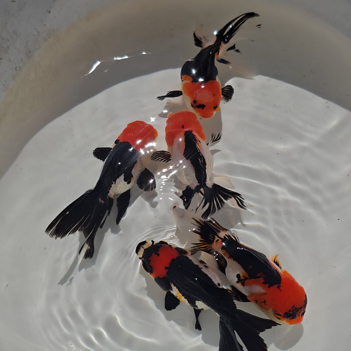 Thai Goldfish - Tri-Color Oranda Seller’s Choice