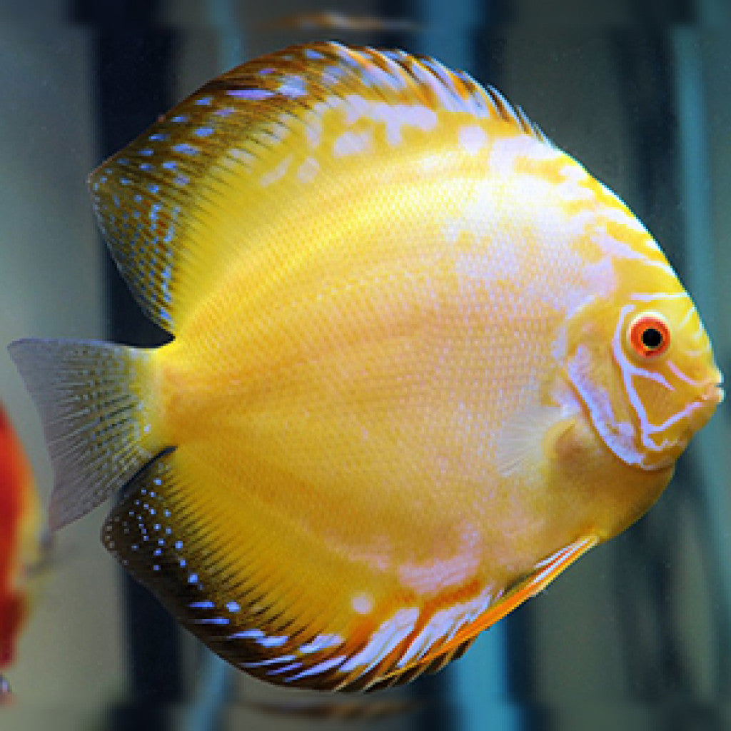 Discus - YELLOW CRYSTA