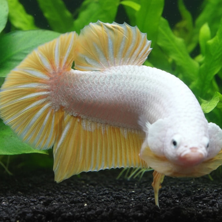 yellow snow plakat male betta