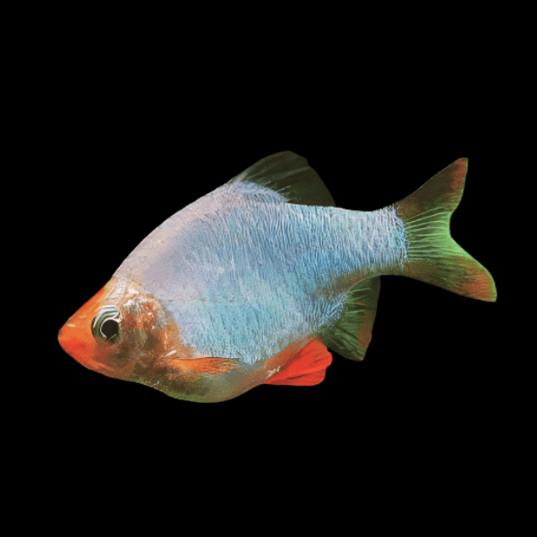 albino jade tiger barb