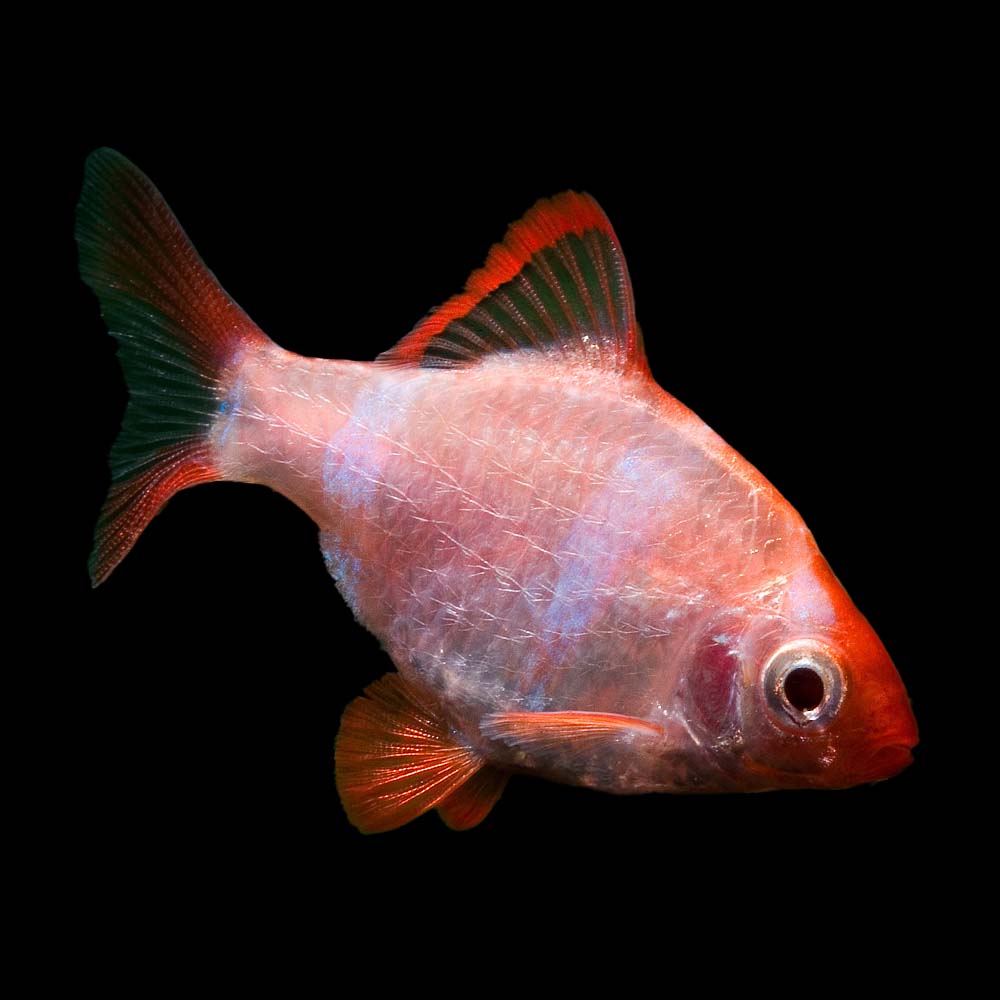 albino tiger barb freshwater aquarium fish