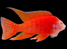 Albino dragon blood African Cichlid 