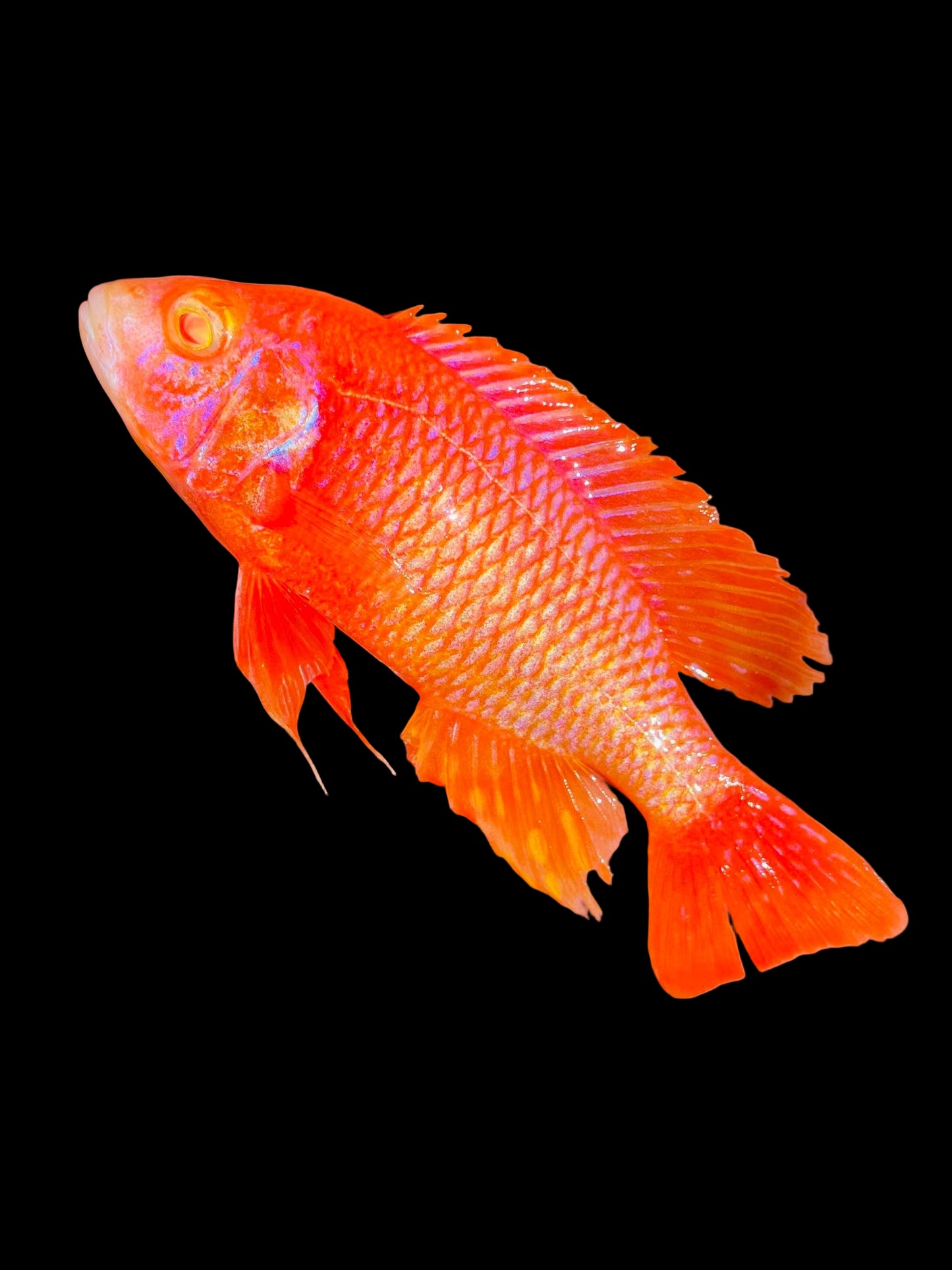 Albino dragon blood African Cichlid peacock 