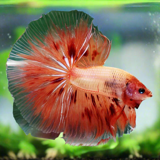 armaggedon vanda halfmoon male betta fish