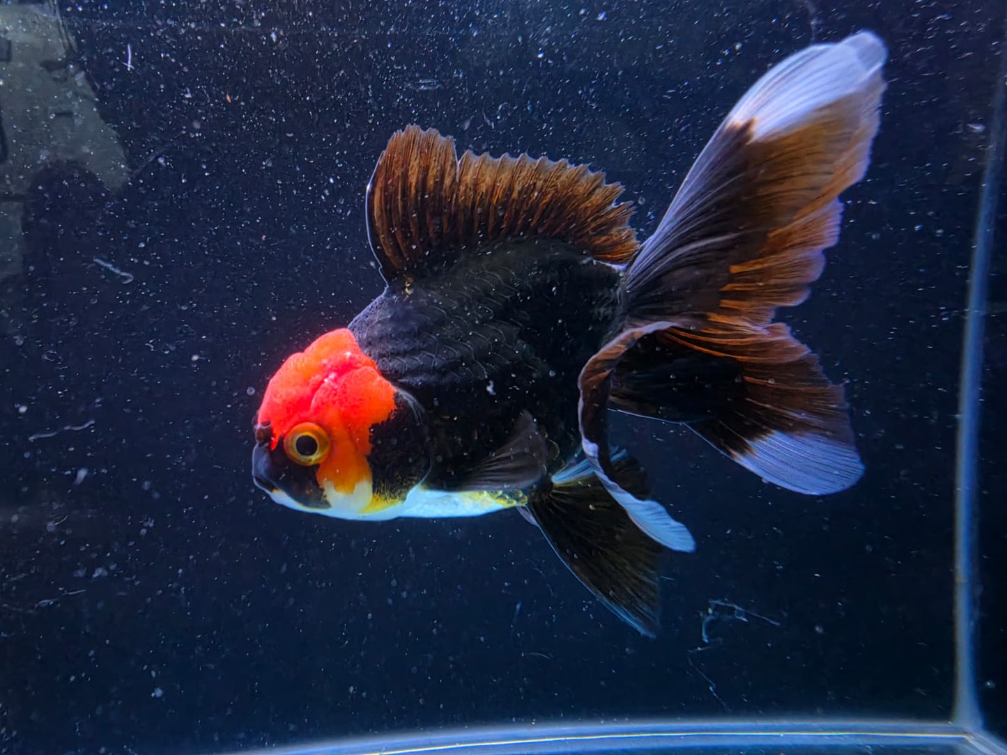 RARE - Premium Thai Fancy Oranda (Male Black Body Red Cap) 2.5" Body – | Exact Fish