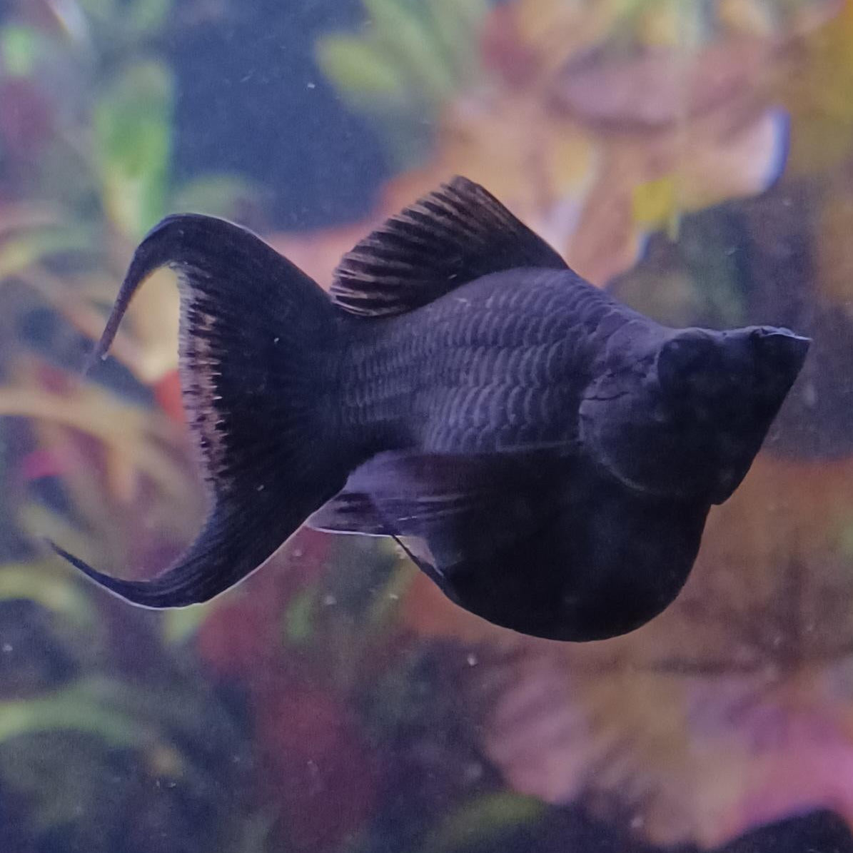 balloon black guppy tail molly