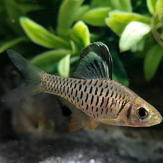 hi fin barb | community tropical fish